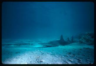 Bottlenose wedgefish on seafloor