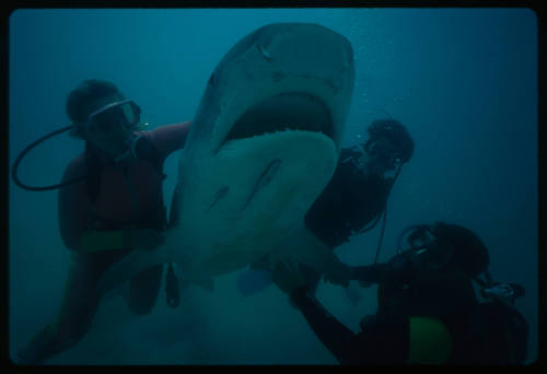 Three divers and a tiger shark