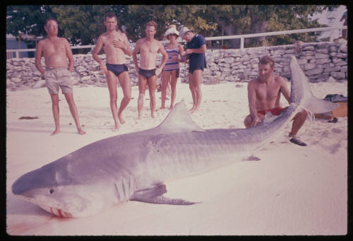 Caught Tiger Shark