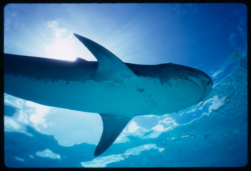 Tiger Shark