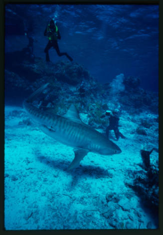 Tiger shark and five divers