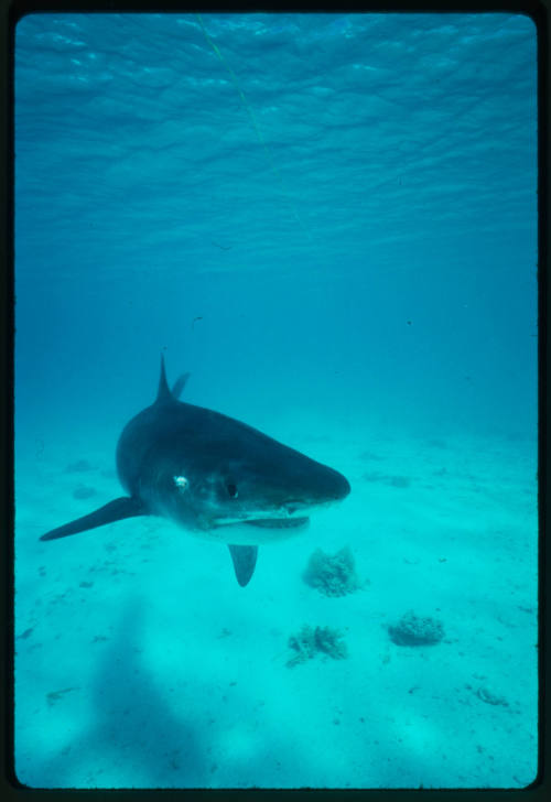 Tiger Shark