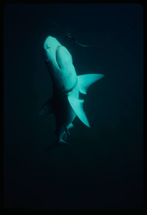 Tiger shark with metal ring around neck