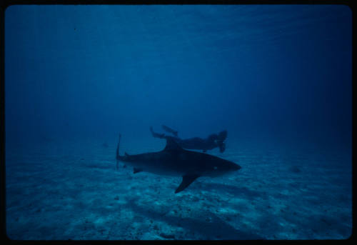 Tiger Shark