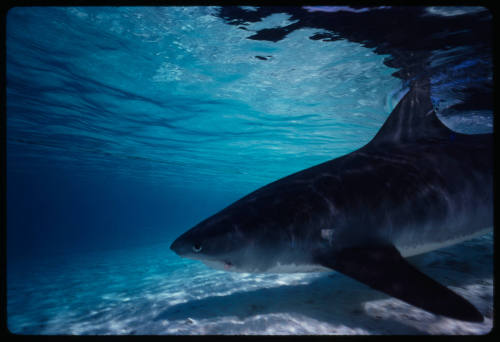 Tiger Shark