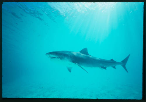 Tiger shark