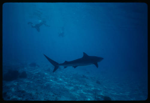 Tiger shark and two divers