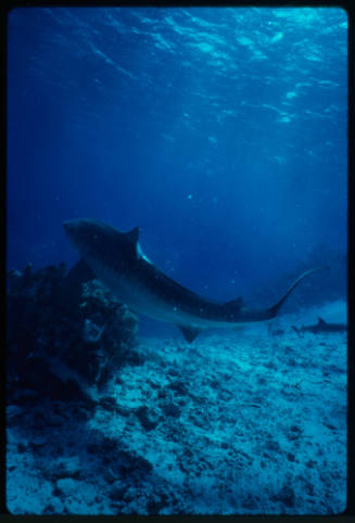 Two tiger sharks