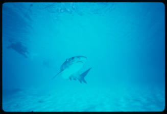 Tiger Shark