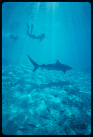 Tiger shark and two divers