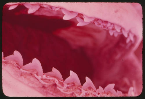 Close up on open mouth of Tiger Shark