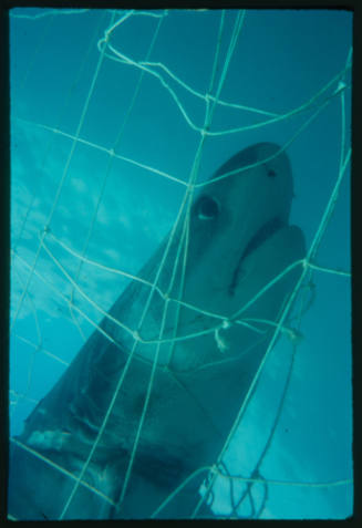 Close up of head of tiger shark caught in net