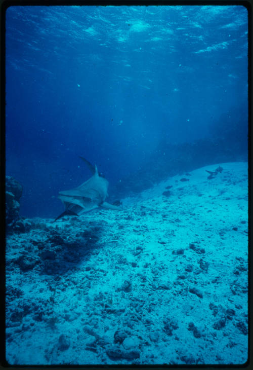 Tiger Shark
