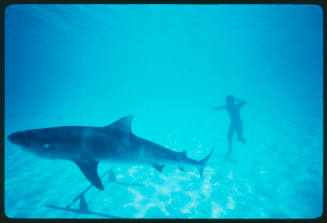 Tiger shark and diver