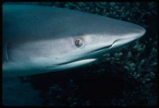 Close up on right profile of silver tip shark