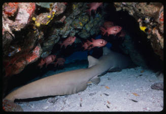 Tawny nurse shark inside a cave