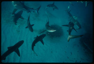 School of silver tip sharks