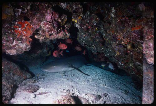 Tawny nurse shark inside a cave