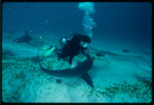 Galapagos shark and diver