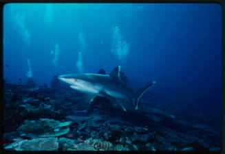 Silver tip shark and four divers