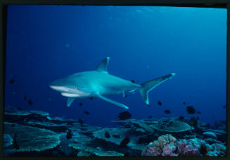 Silver tip shark swimming above coral