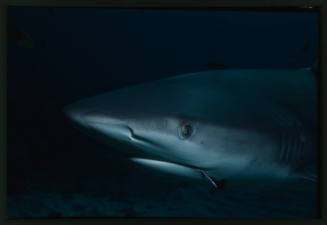 Head of galapagos shark