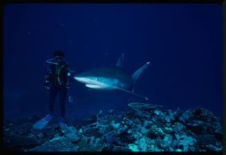 Silver tip shark and diver above coral reef