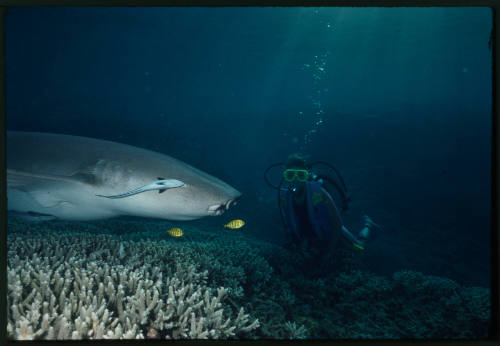 Tawny nurse shark and a diver