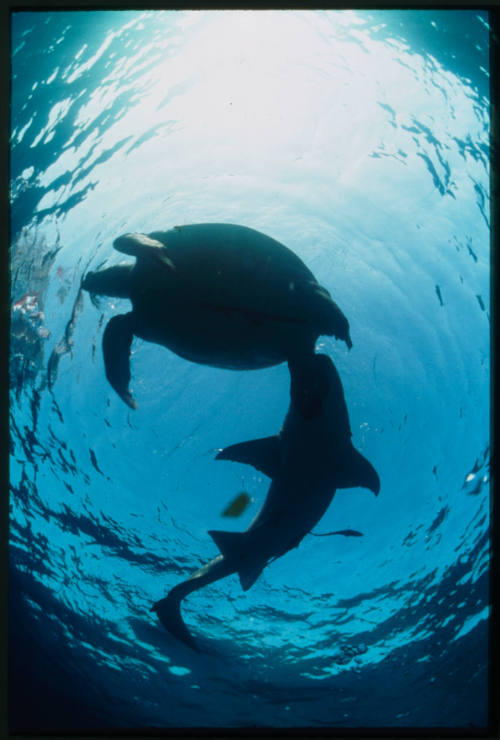 Silhouette of a turtle and tawny nurse shark