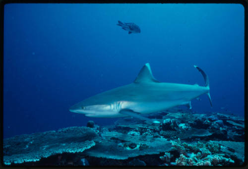 Silver tip shark swimming above coral reef