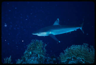 Silver tip shark swimming above coral reef