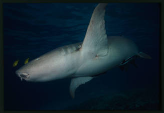 Tawny nurse shark