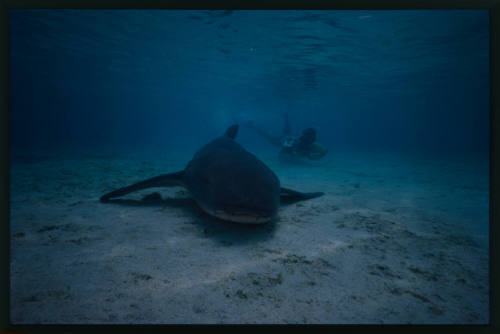 Tawny nurse shark and diver near seafloor