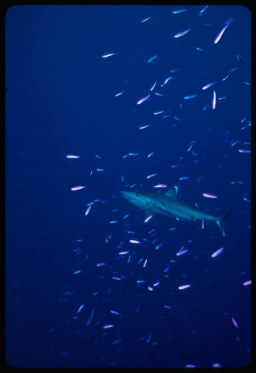 Silver tip shark amongst school of small fish
