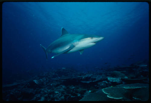 Silver tip shark swimming above coral reef