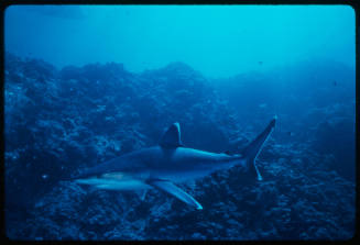 Silver tip shark swimming above coral reef