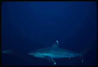 Silver tip shark