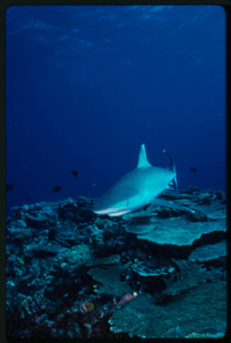 Silver tip shark swimming above coral towards camera