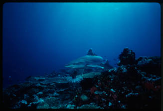 Silver tip shark swimming above coral reef