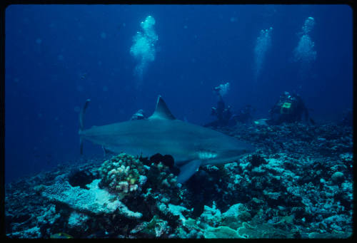 Silver tip shark swimming above coral reef and three divers