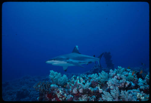 Silver tip shark swimming above coral reef