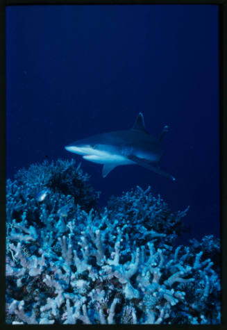 Silver tip shark swimming above coral reef