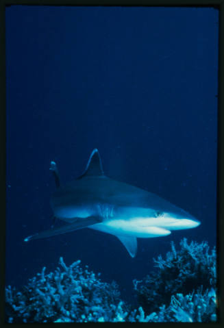 Silver tip shark swimming above corals