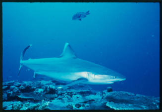 Silver tip shark swimming above coral reef