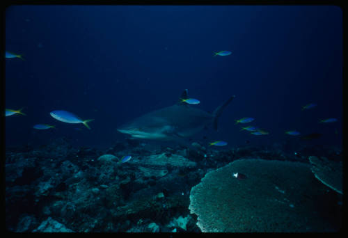 Silver tip shark swimming above coral reef