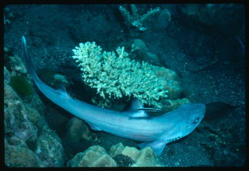 Dogfish shark swimming around yellow coral