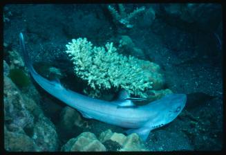 Horn shark swimming around yellow coral