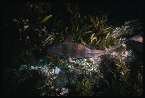 Unidentified fish amongst underwater vegetation