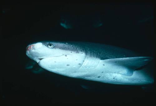 Close up of a broadnose sevengill shark head