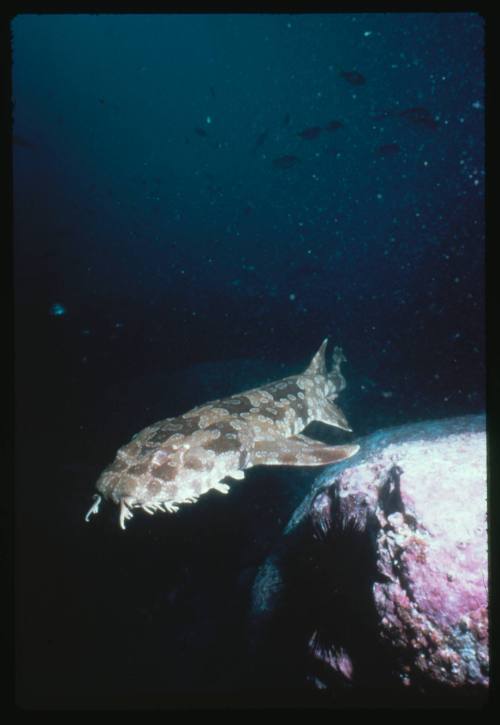 A spotted wobbegong